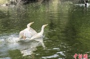 梦见吃鱼吉林：罕见白鸬鹚连续两年“故地重游”