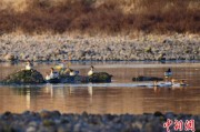 梦见吃鱼歙县完成安徽首个县域生物多样性调查 共记录物种近4千种