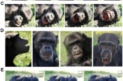 梦见吃鱼国际最新研究：机器人“打哈欠” 黑猩猩被传染